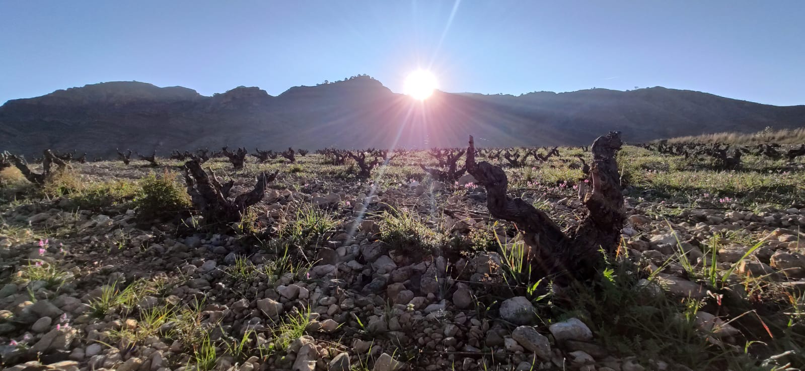 ボデーガス・ルソンの写真3