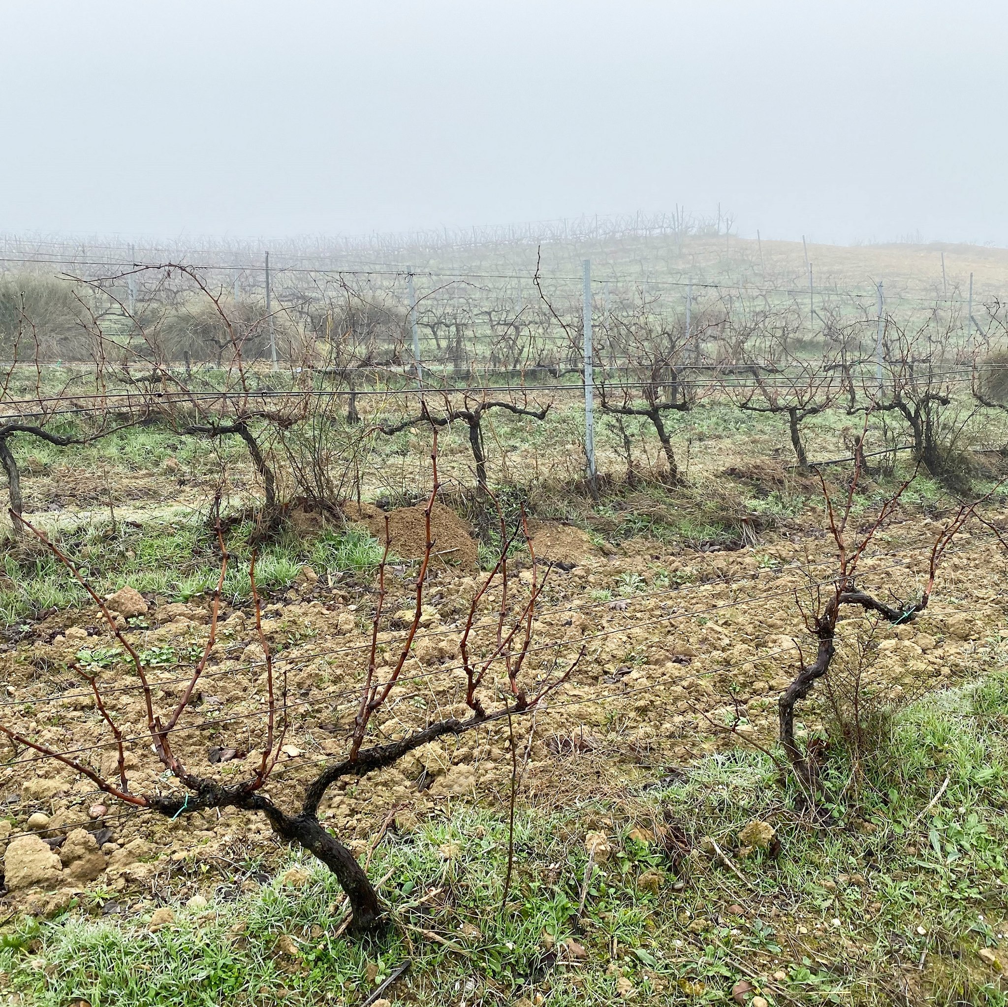 ボデガス・アスル・イ・ガランサの写真2