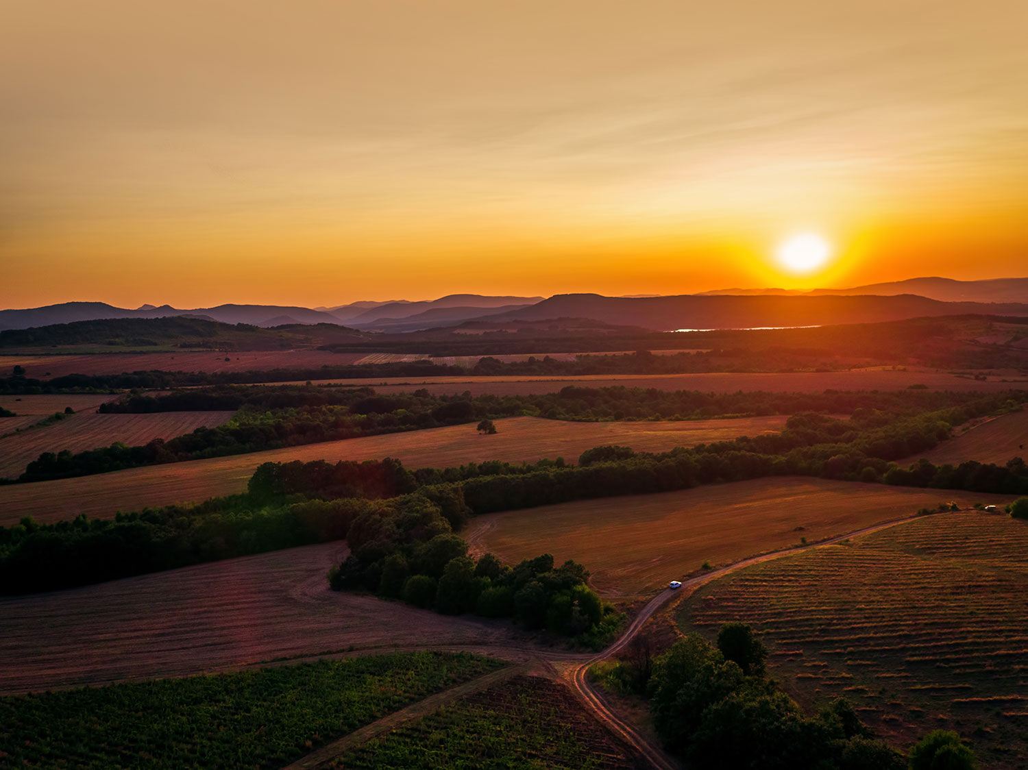 カリフォルニア・ルーツの写真2