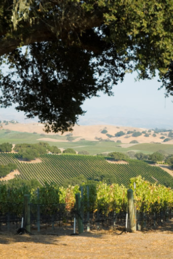 ホナータの写真1