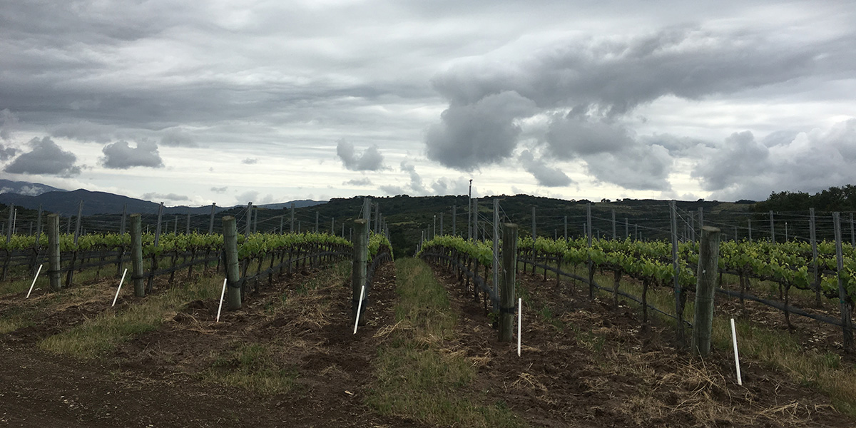 ザ・ペアリングの写真3