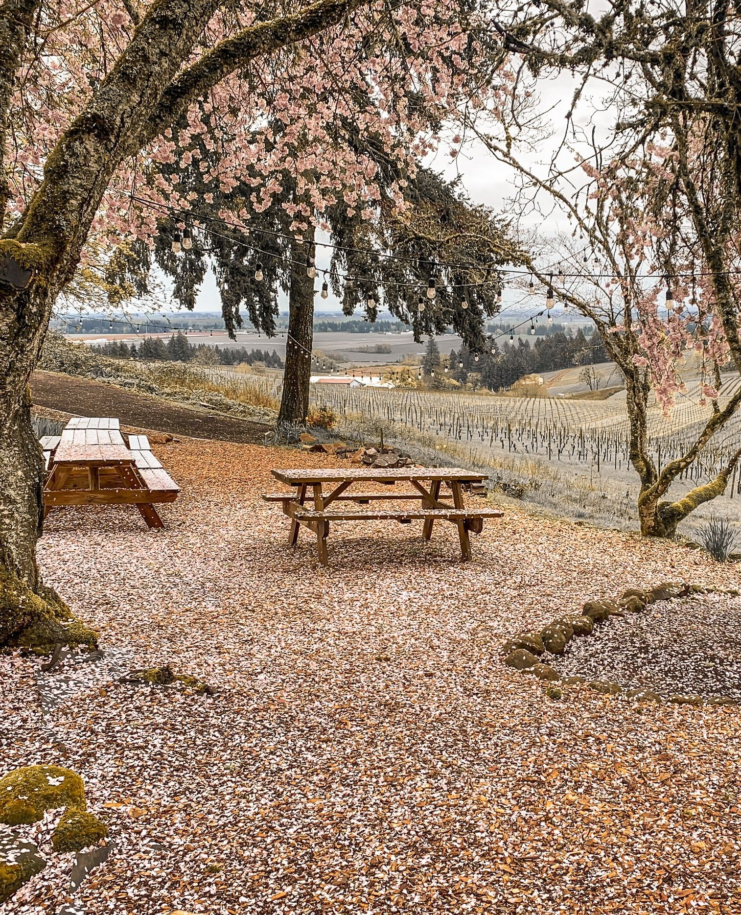 イヴニング・ランド・ヴィンヤーズの写真1