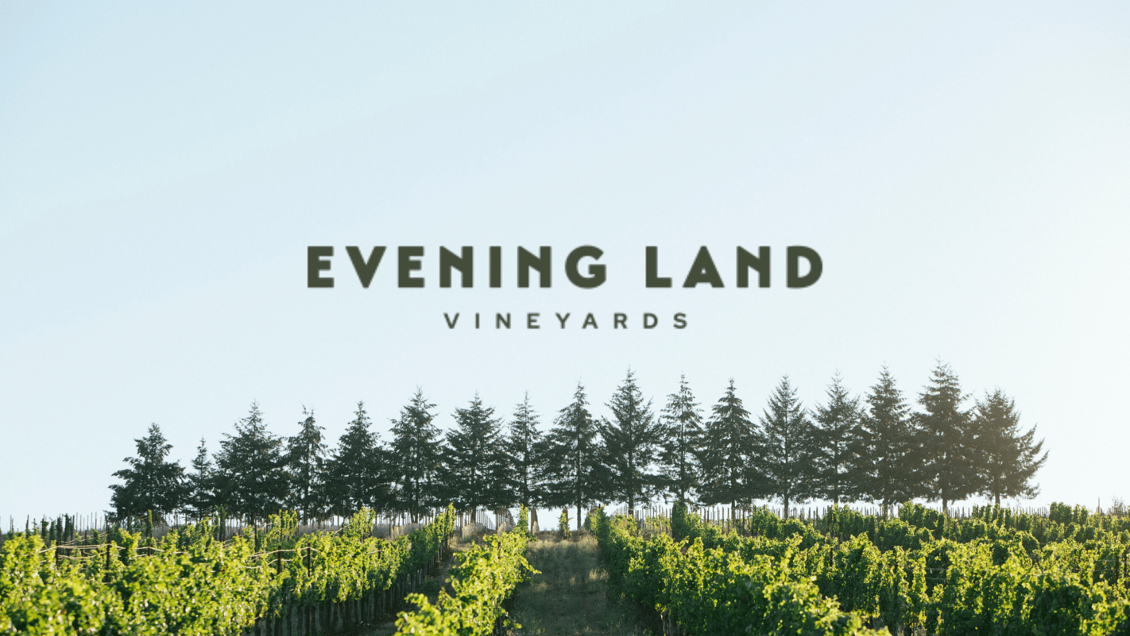 イヴニング・ランド・ヴィンヤーズの写真2