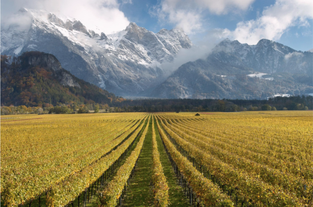 知る人ぞ知る幻のスイスワイン『Weingut Gantenbein / ヴァイングート・ガンテンバイン』 | Anyway Wine Blog ...