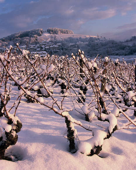 ドメーヌ・ジャン・マルク・エ・ユーグ・パヴロの写真1