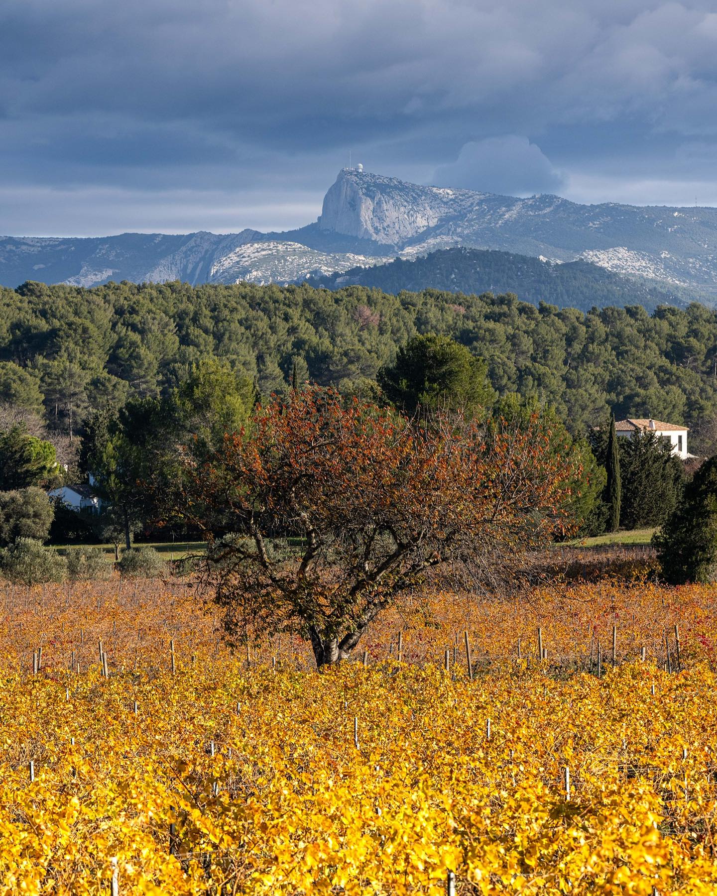 ドメーヌ・デュ・バルバノーの写真3